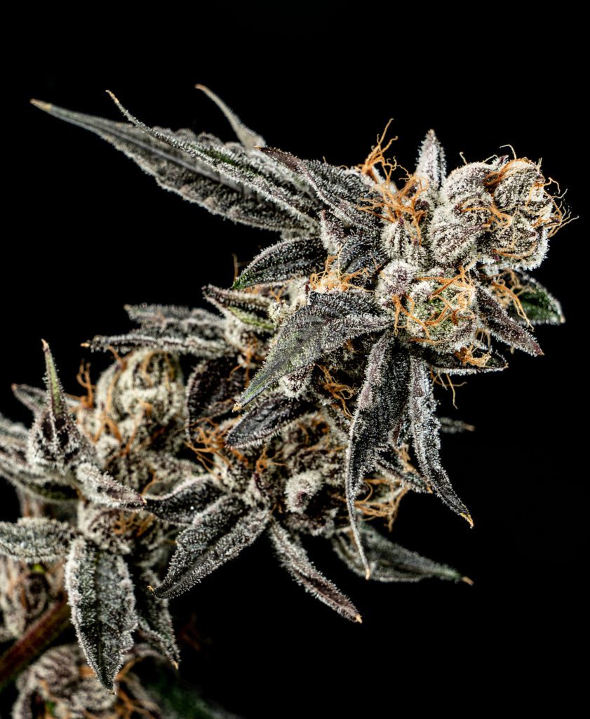 Star Punch feminized seeds by Elev8 Seeds - Growlet