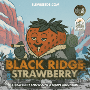 Black Ridge Strawberry