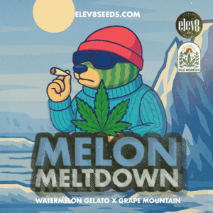 Melon Meltdown