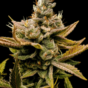 Sweet Peaks - Grape MTN x Lemon Tree